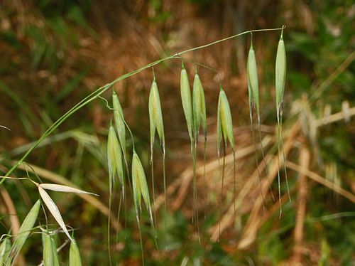 avena barbata